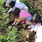 昭島市の小学校農作業学習11