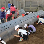 昭島市の小学校農作業学習16