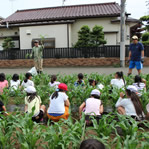 昭島市の小学校農作業学習17