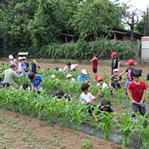 昭島市の小学校農作業学習20