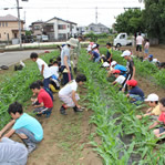 昭島市の小学校農作業学習21