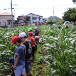昭島市の小学校農作業学習23