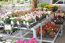 横から見た花売り場の写真
