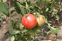 実ったトマトと熟しかけのトマトの写真