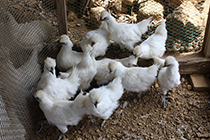 飼育小屋の中の烏骨鶏の写真