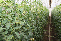 トマト栽培ハウス内部の写真