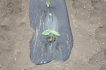 里芋の芽の写真