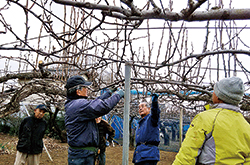 東大和市で梨の剪定講習会