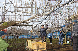 東大和市で梨の剪定講習会