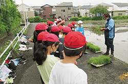 昭島市の組合員が地元の小学生に田植えを指導