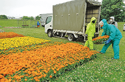 昭島市花卉園芸組合が1万2000ポットの花卉を搬入