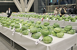 第51回東京都農業祭共進会に出品され、テーブルに並ぶキャベツの写真
