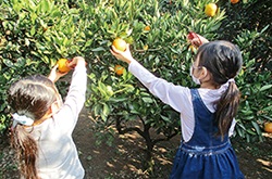 みかんを収穫する子ども2人の写真