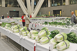 第52回東京都農業祭共進会に出品され、テーブルに並ぶ白菜などの写真