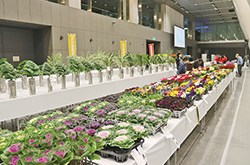 第52回東京都農業祭共進会に出品され、テーブルに並ぶ花卉の写真