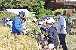 畑で収穫方法を指導している職員の写真