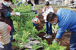 親子野菜収穫体験会