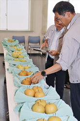 管内各地区で梨の品評会を開催