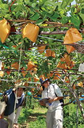 昭島果実立毛品評会