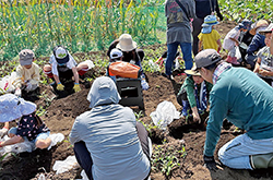 収穫体験への協力