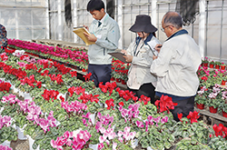 第54回昭島市花卉温室立毛品評会