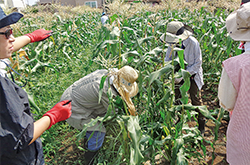 立川体験農園で野菜収穫