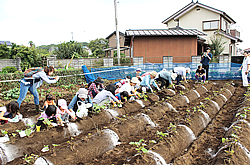 東大和地区で芋掘り体験